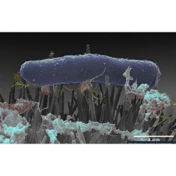 nano-pilier-destruction-virus-bactérie-liquid-Guard-désinfection-covid